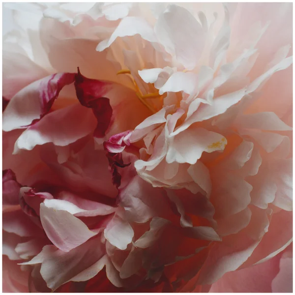 Jo Malone London Peony & Blush Suede Body Crème 50ml