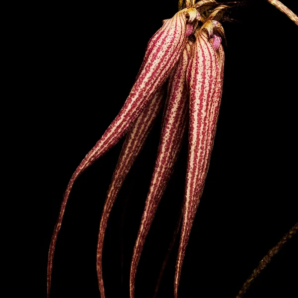 BYREDO Bal D'Afrique Absolu De Parfum 50ml