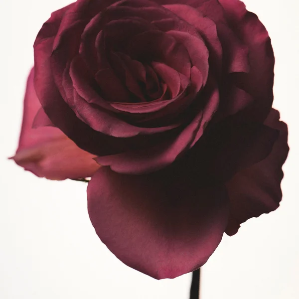 Fenty Eau De Parfum 30ml