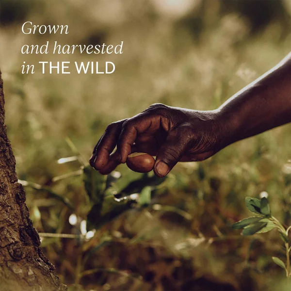 L'Occitane Shea Shower Cream 250ml