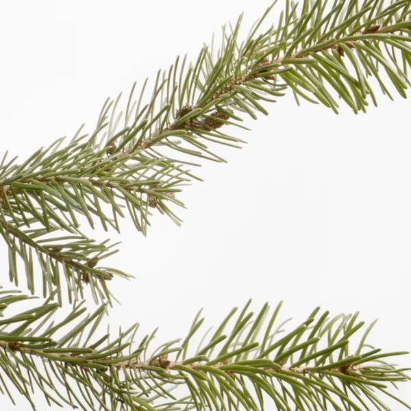 SUSANNE KAUFMANN Mountain Pine Bath Oil 250ml