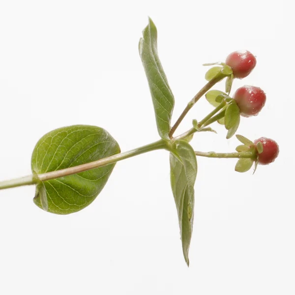 SUSANNE KAUFMANN St John's Wort Bath 400g