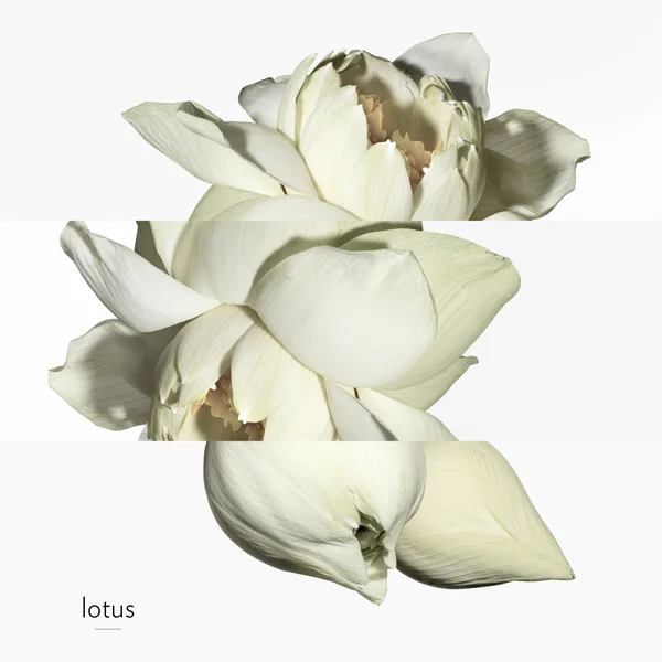 Hermès Un Jardin Sur Le Nil Eau De Toilette 50ml