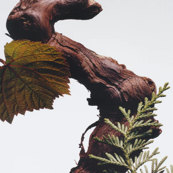 Jo Malone London Cypress And Grapevine Cologne Intense 100ml