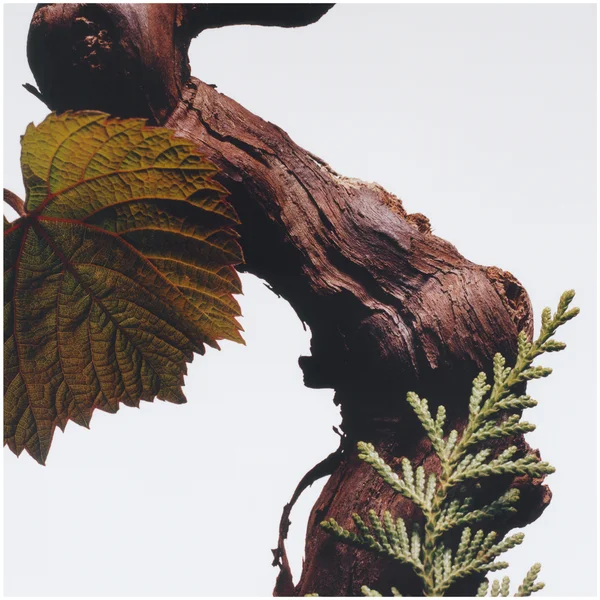 Jo Malone London Cypress & Grapevine Cologne Intense Classic Candle 200g