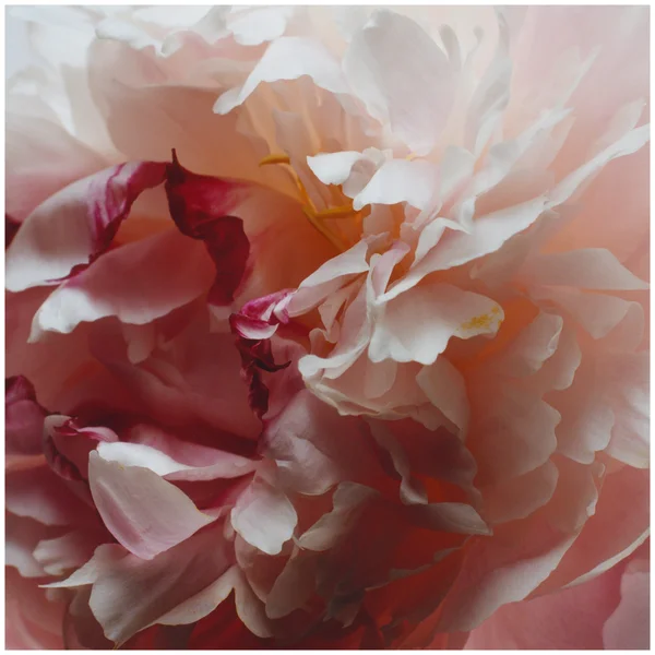 Jo Malone London Peony & Blush Suede Body And Hand Lotion 250ml