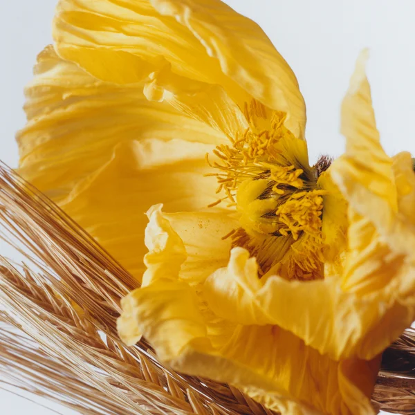 Jo Malone London Poppy And Barley Eau De Cologne 100ml