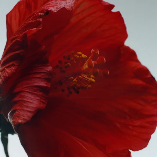 Jo Malone London Red Hibiscus Cologne Intense 9ml