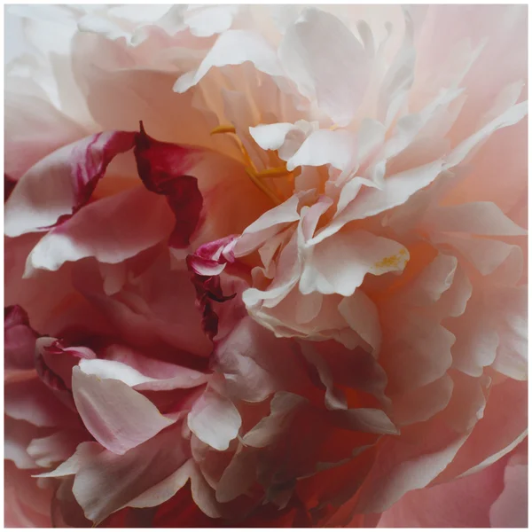 Jo Malone Peony & Blush Suede Eau De Cologne Spray 100ml