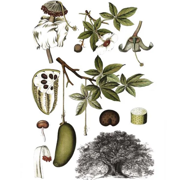 Odacité Eye Contour Serum Concentrate (Baobab + Sarsaparilla) With Roller